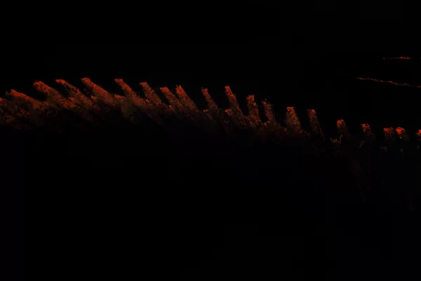 Tableau d'un dragon rouge squelettique sur fond noir